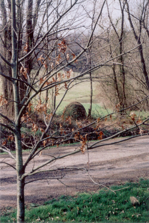 young oak with last years leaves, hay bale